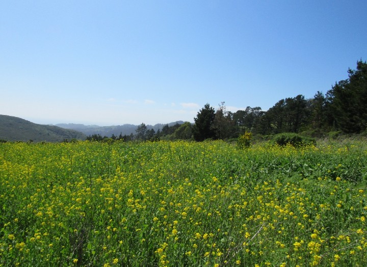 Santa Cruz Mountains